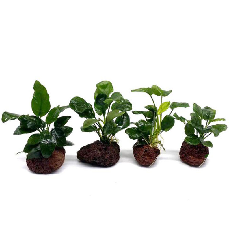 Volcanic Aquarium Decoration F - Aquarium Fish Pot 评论和价格