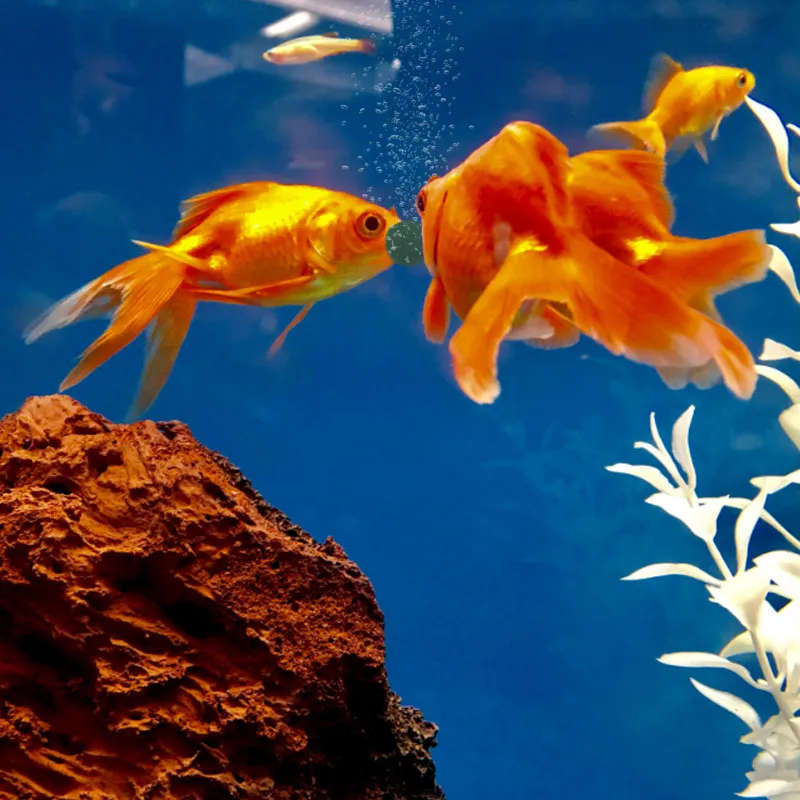 100pcs High Purity Spirulina T - Aquarium Fish Holiday Food 评论和价格