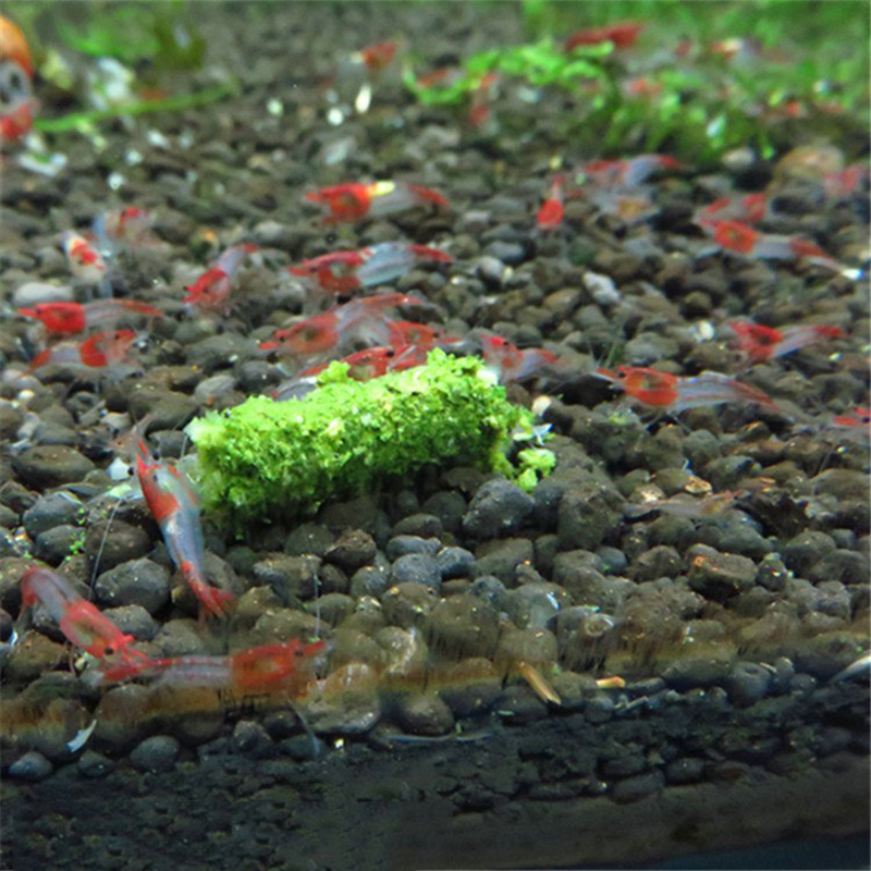 New 1 Bag 35g Crystal Red Shri - Aquarium Fish Holiday Food 评论和价格