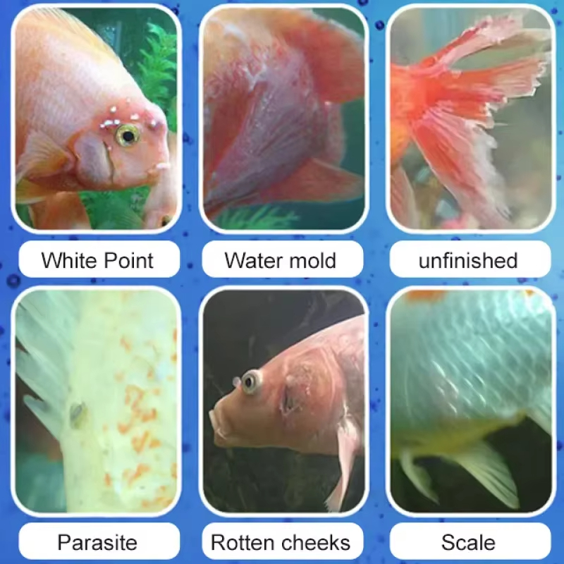 SIKEZHAN Fish Disease Treatmen - Aquarium Fishing 评论和价格