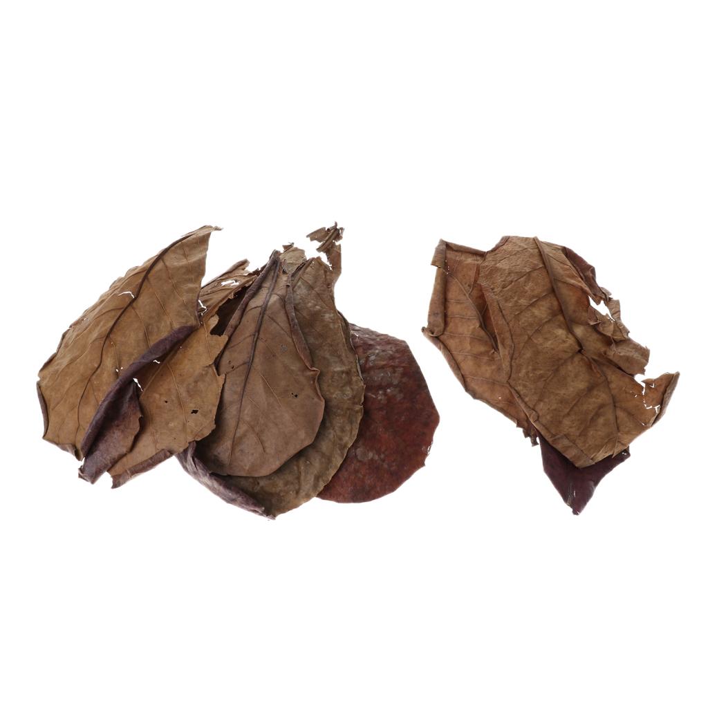 Beneficial Leaf Aquarium Filte - Aquarium Fish Betta 评论和价格