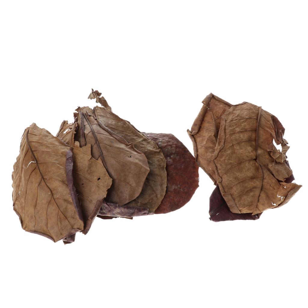 Beneficial Leaf Aquarium Filte - Aquarium Fish Betta 评论和价格