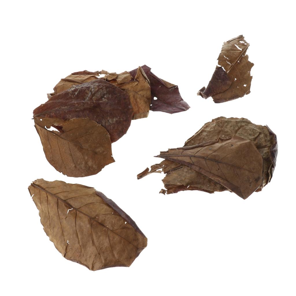 Beneficial Leaf Aquarium Filte - Aquarium Fish Betta 评论和价格