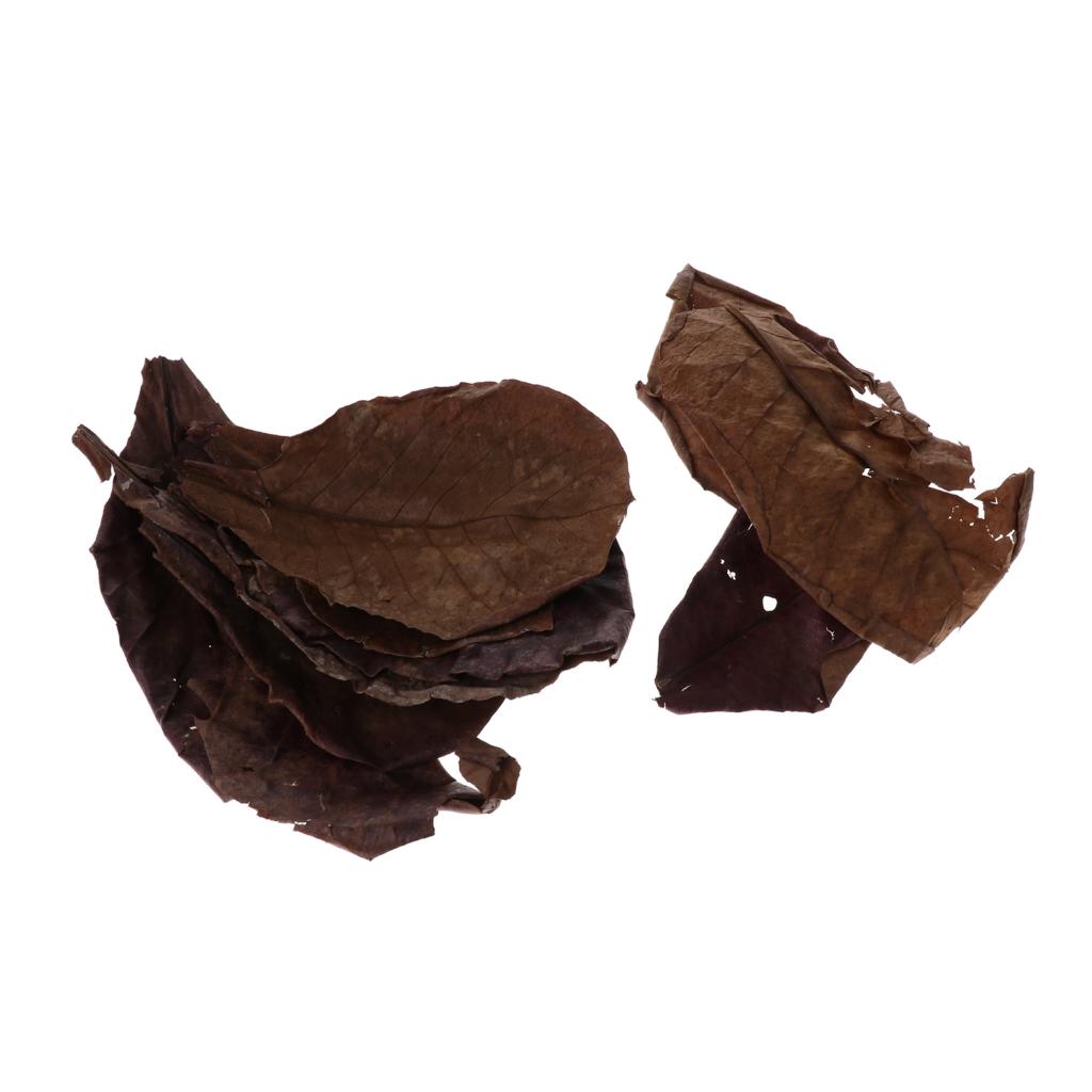 Beneficial Leaf Aquarium Filte - Aquarium Fish Betta 评论和价格