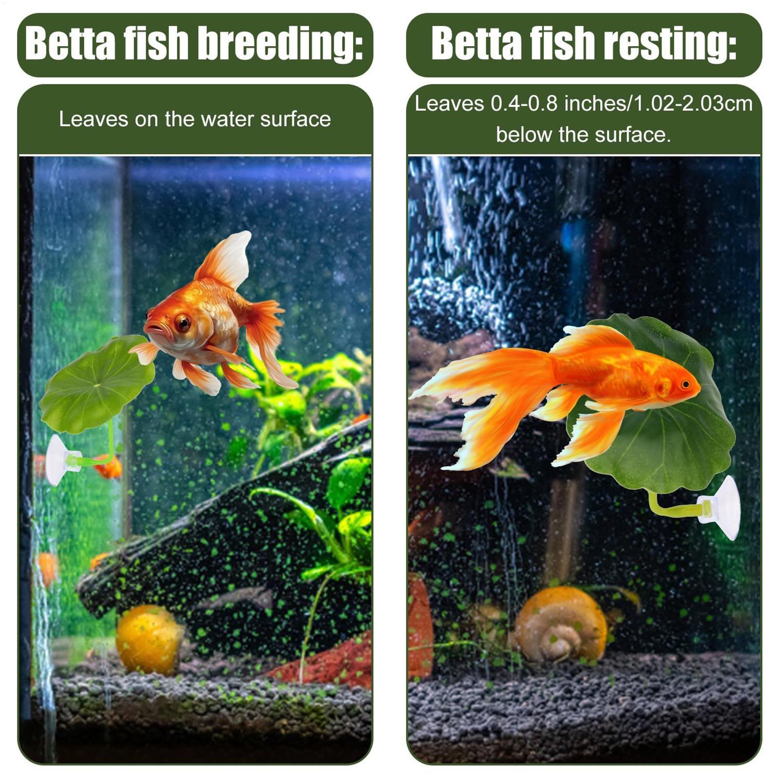 Betta Fish Hammock 5 Pieces Ad - Aquarium Fish Betta 评论和价格