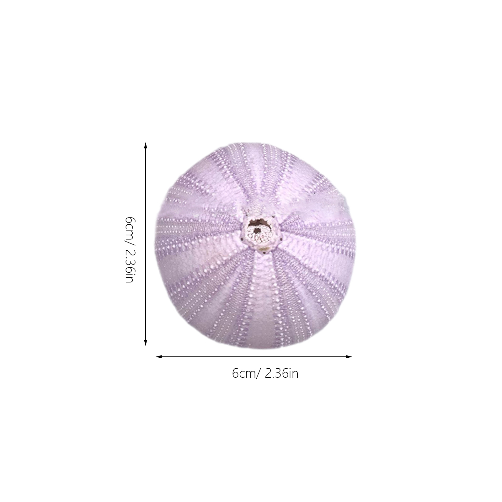 6Pcs Sea Urchin Shell Decor Na - Aquarium Fish Pot 评论和价格