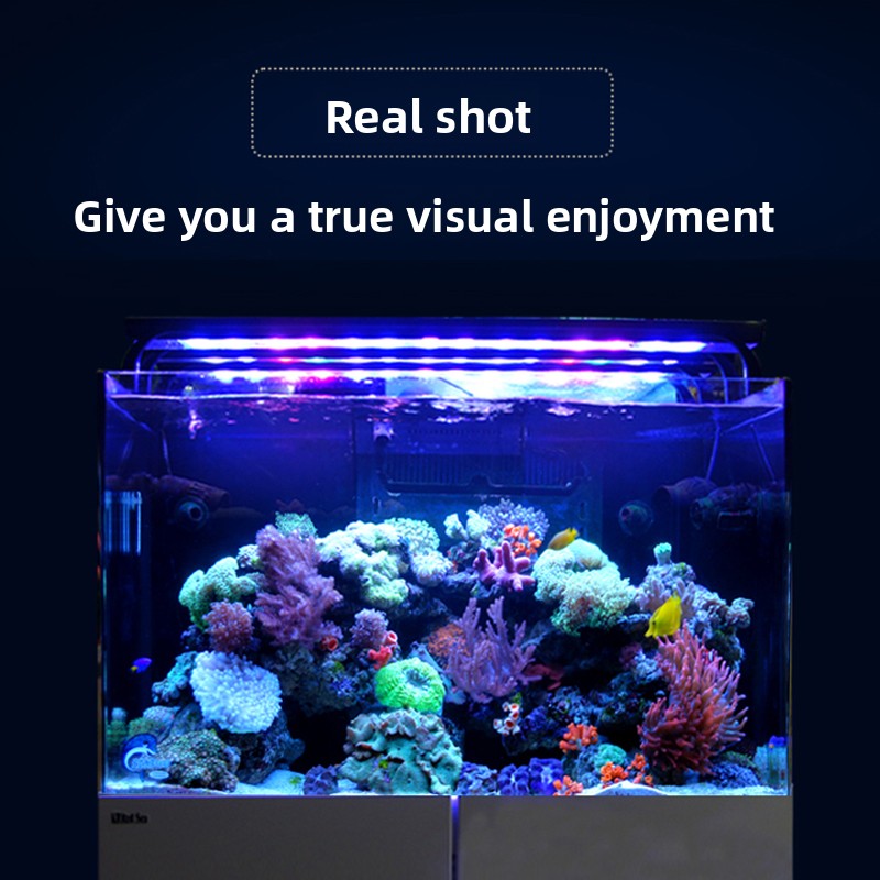 2026 Hot Selling Wholesale Pri - Aquarium Fish And Price 评论和价格